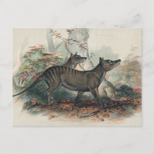 De Thylacine van Joseph Wolf Briefkaart