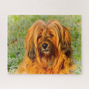De Tibetaanse Terrier Dog Jigsaws. Legpuzzel