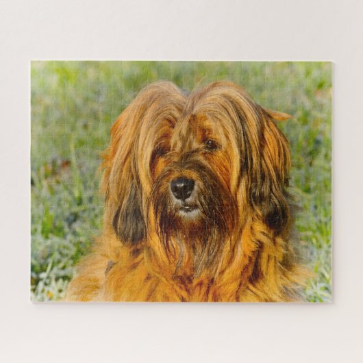 De Tibetaanse Terrier Dog Jigsaws. Legpuzzel (Horizontaal)