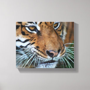 De Tijger Dicht Omhooggaand Afrika van Bengalen Canvas Afdruk