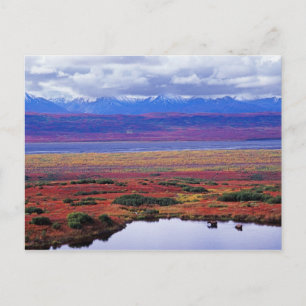 De toendra van Denali National Park in de late Briefkaart