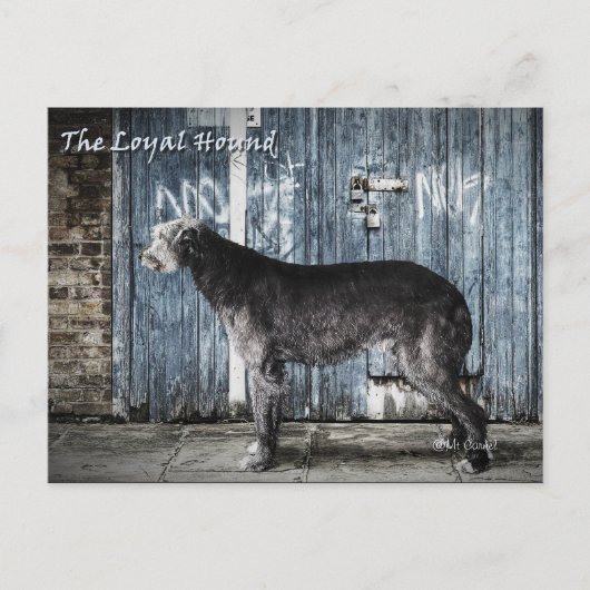 De trouwe hond briefkaart (Voorkant)