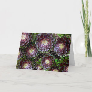 De Tuin van Aeonium Kaart
