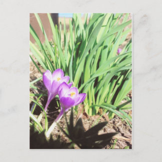 De Tuin van de Lente van de oma Briefkaart