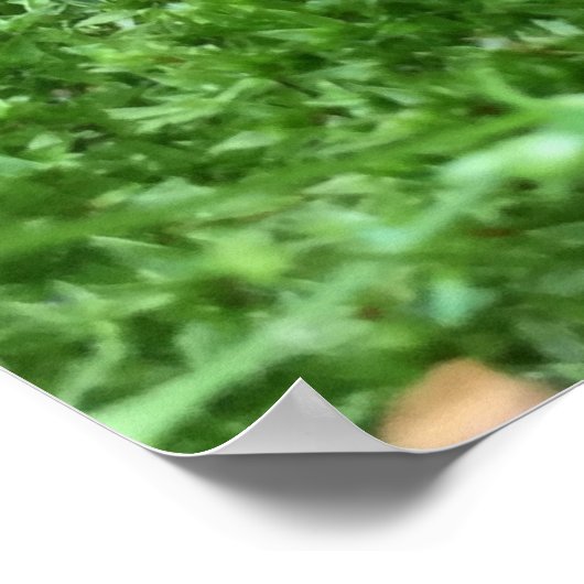 De  tuinkabouter poster (Hoek)