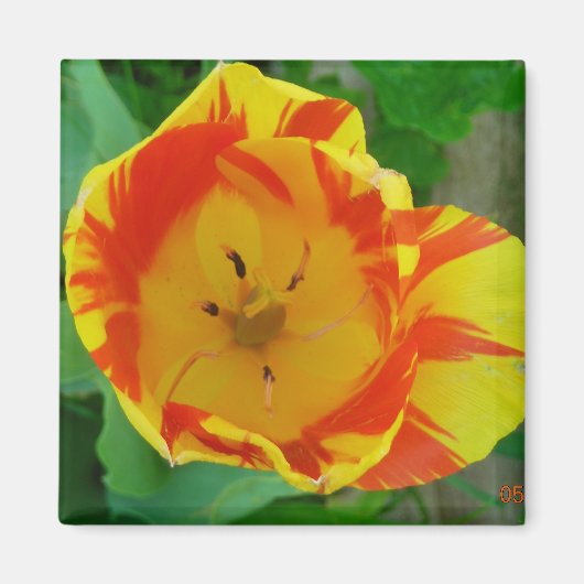 de Tulip magnet Magneet (Voorkant)