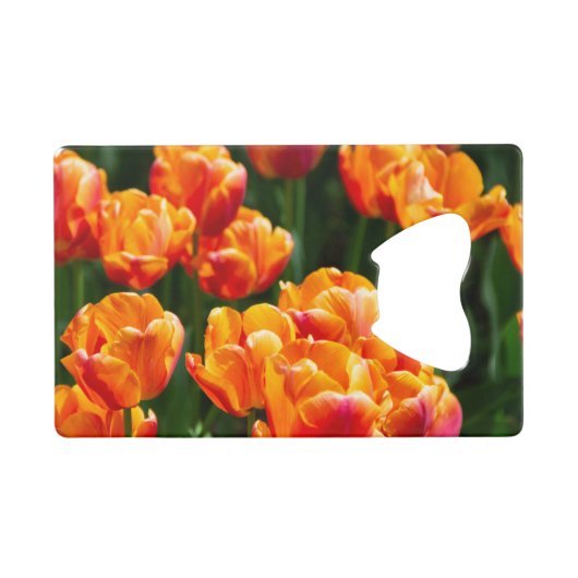 De tulipes orange vif dans le parc (Devant (Horizontal))