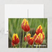 De Tulpen van de lente Briefkaart (Voorkant / Achterkant)