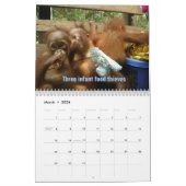 De twaalf kerstdagen van orang-oetans kalender (Mar 2026)