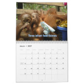 De twaalf kerstdagen van orang-oetans kalender (Mar 2027)