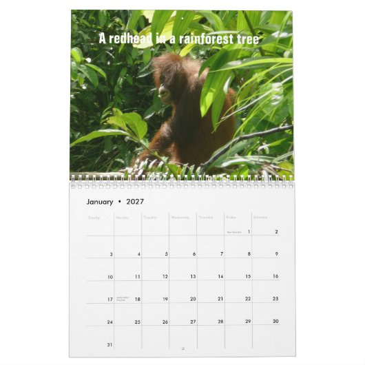 De twaalf kerstdagen van orang-oetans kalender (Jan 2027)