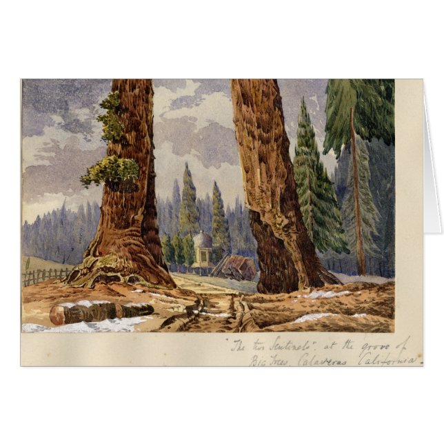 De twee Sentinels, op de Grove of Big Trees (Voorkant Horizontaal)