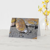 De Tweekleppige schelpdieren van het scheermes Kaart (Gele Bloem)