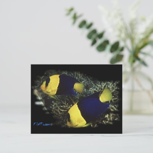 De Tweekleurige Engel van H2Oasis Briefkaart (Staand voorkant)