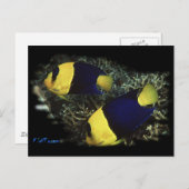 De Tweekleurige Engel van H2Oasis Briefkaart (Voorkant / Achterkant)