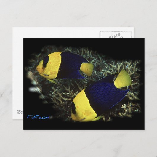 De Tweekleurige Engel van H2Oasis Briefkaart (Voorkant / Achterkant)