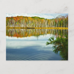De U. P.: Herfstherfst Birch Tree Reflections Briefkaart