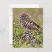 De Uil van Burrowing, Athene cunicularia, het Briefkaart (Voorkant / Achterkant)