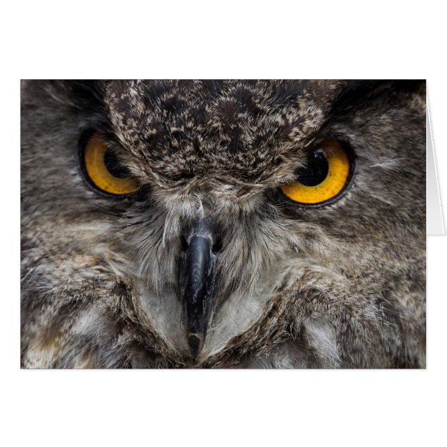 De Uil van Eagle (Voorkant Horizontaal)