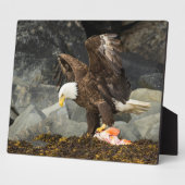 De ultieme Bald Eagle Fotoplaat (Zijkant)