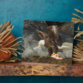 De ultieme Bald Eagle Fotoplaat (Zijkant)