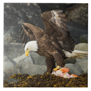 De ultieme Bald Eagle Tegeltje