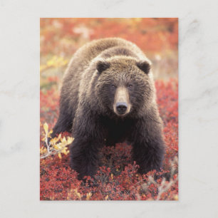 De V.S., Alaska, Denali NP, vrouwelijke Grizzly Briefkaart