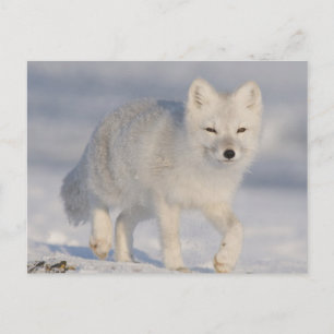 De V.S., Alaska, KustVlakte 1002 van ANWR. 3 Briefkaart
