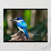 Carte postale bleue Fisher