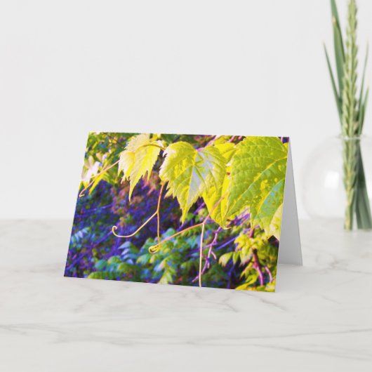 De Vallei van Napa Kaart (Voorkant)