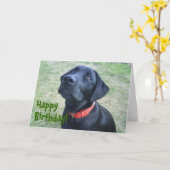 De van een hond Kaart van de Verjaardag! (Gele Bloem)