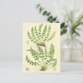 De Varen van Woodsia Briefkaart (Staand voorkant)