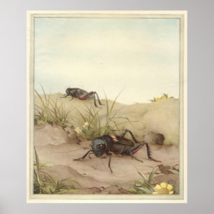 DE VELD CRICKET - Insecte Book Illustration Poster