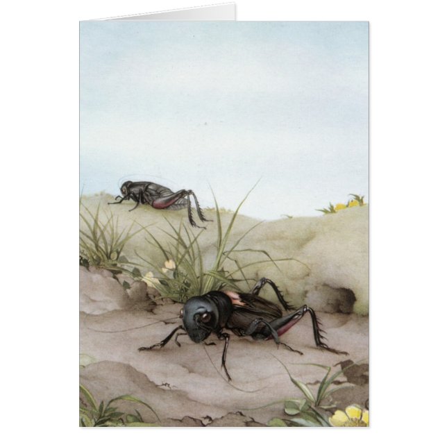 DE VELDCRICKET (Voorkant)