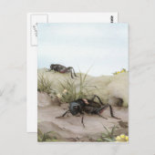 DE VELDCRICKET BRIEFKAART (Voorkant / Achterkant)