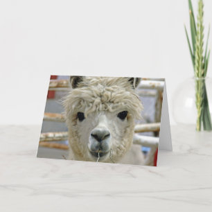 De Verjaardag van de alpaca Kaart