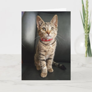 De Verjaardag van het Katje van de Gestreepte kat Kaart