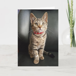 De Verjaardag van het Katje van de Gestreepte kat Kaart