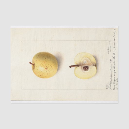 De verloren appel tissuepapier (Voorkant)