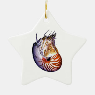 DE VERMISTE NAUTILUS KERAMISCH ORNAMENT
