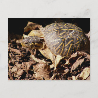 De versierd Schildpad van de Doos Briefkaart