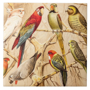 De vintage Parkiet Cockatiel van Conure van de Tegeltje