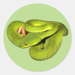 De viper met witte uitsteeksel ronde sticker