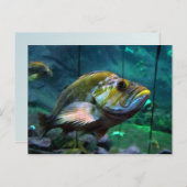 De vis briefkaart (Voorkant / Achterkant)