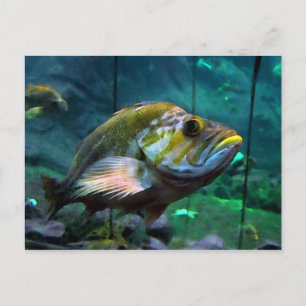 De vis briefkaart