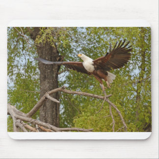 De vis Eagle vliegt, Botswasna. Muismat