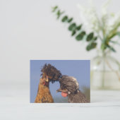 De Visite Les poulets polonais drôles 2 ont dégrossi carte (Debout devant)