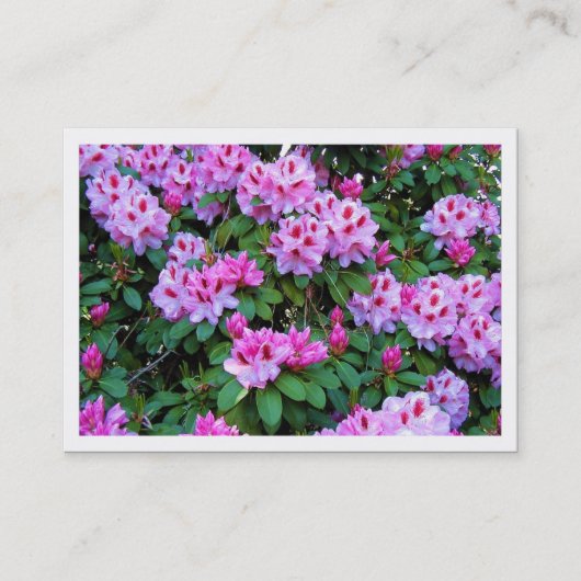 De Visite Rhododendrons, Mini Carte photo (Devant)