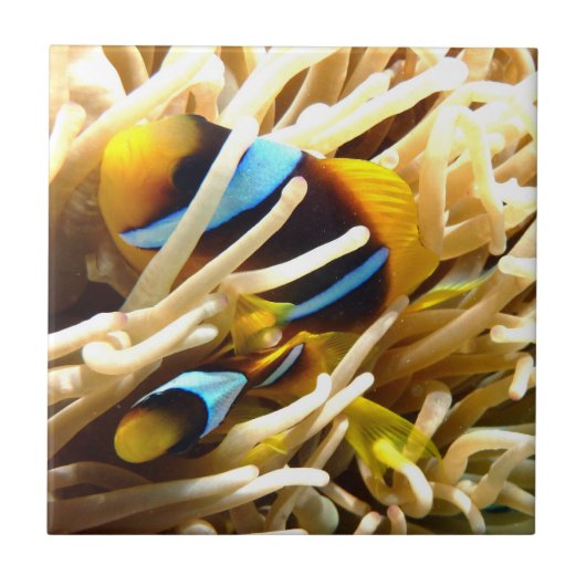 De Vissen van de clown Tegeltje (Voorkant)