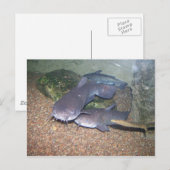 De visserijdierentuin van de katvis briefkaart (Voorkant / Achterkant)